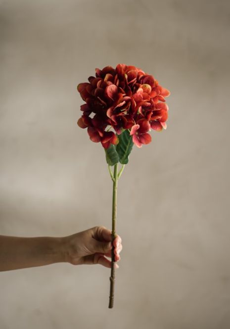 Hovedbilde Mr Plant Hortensia høstfarge 48 cm