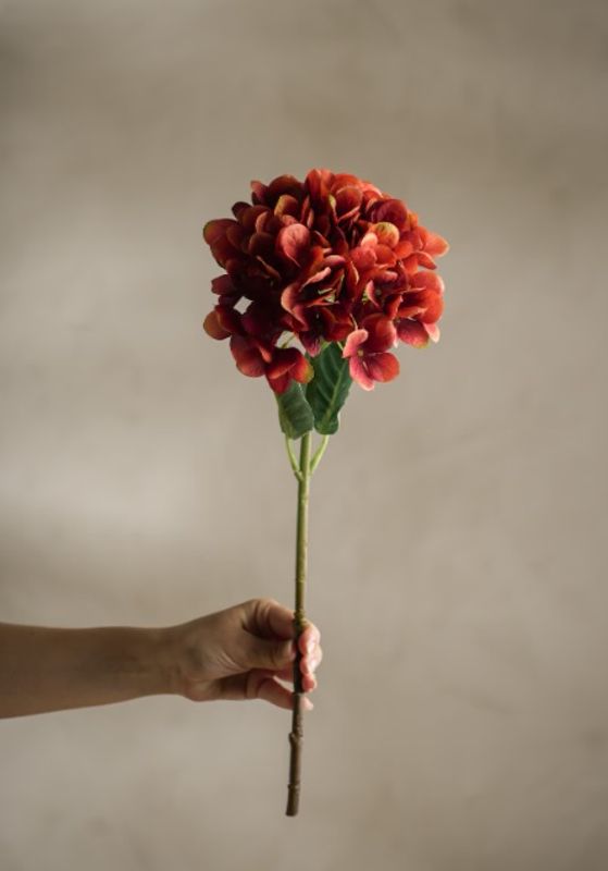 Mr Plant Hortensia høstfarge 48 cm